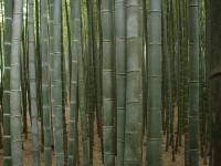 Kyoto - Arashiyama Bambuswald